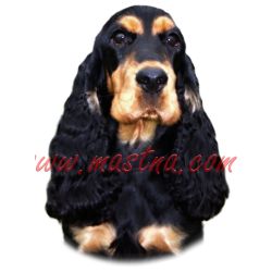 Samolepka kokršpaněl 325