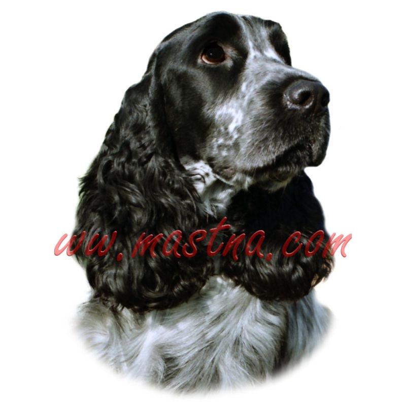 Samolepka kokršpaněl 323