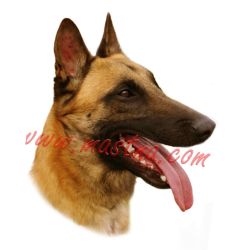 Samolepka belgický ovčák malinois 14