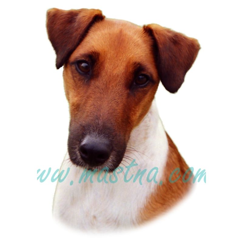 Samolepka foxteriér hladkosrstý čelně 211