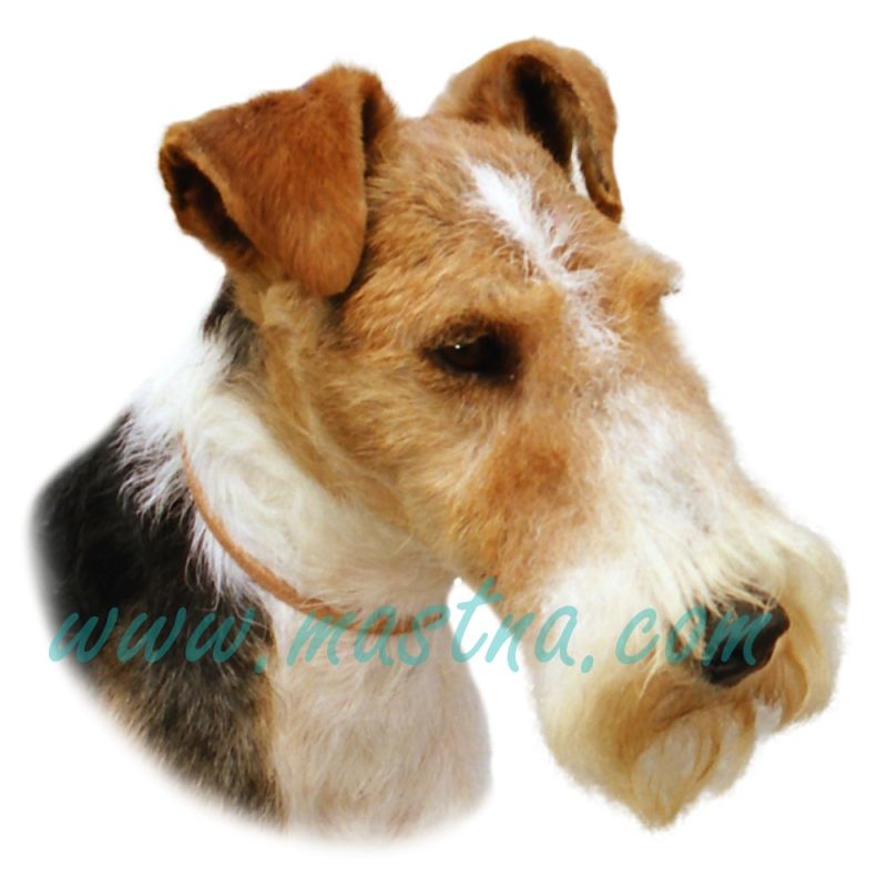 Samolepka foxteriér 201