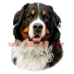 Samolepka bernský salašnický pes 148