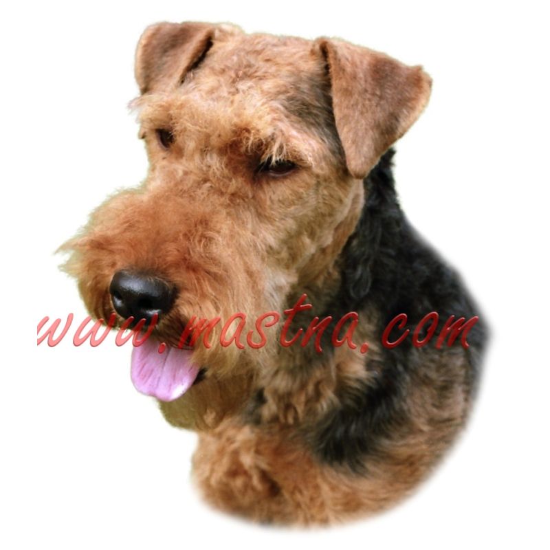 Samolepka velšteriér 188