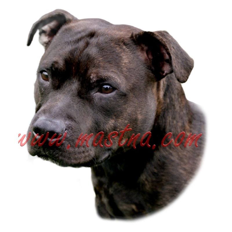 Samolepka stafordšírský teriér, staford 176