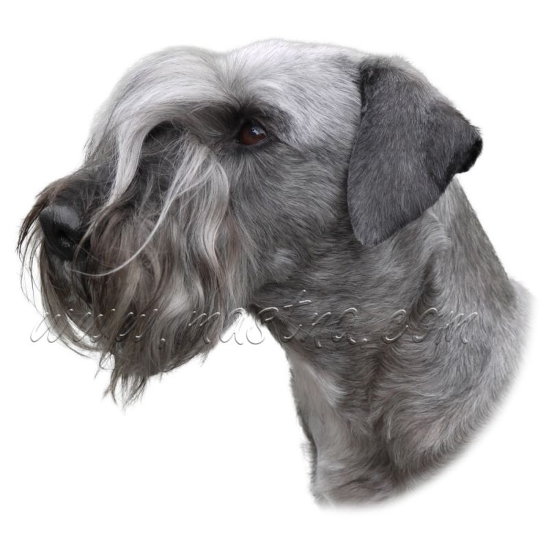 Český teriér, samolepka oboustranná č. 165