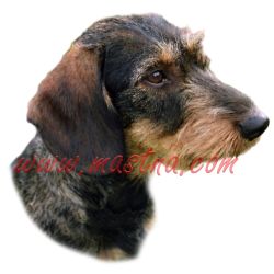 Samolepka jezevčík drsnosrstý 232