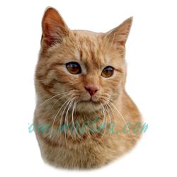 Kočka zrzek, červeně tygrovaná, samolepka