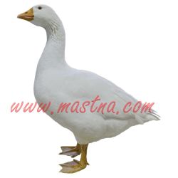 Husa česká samolepka