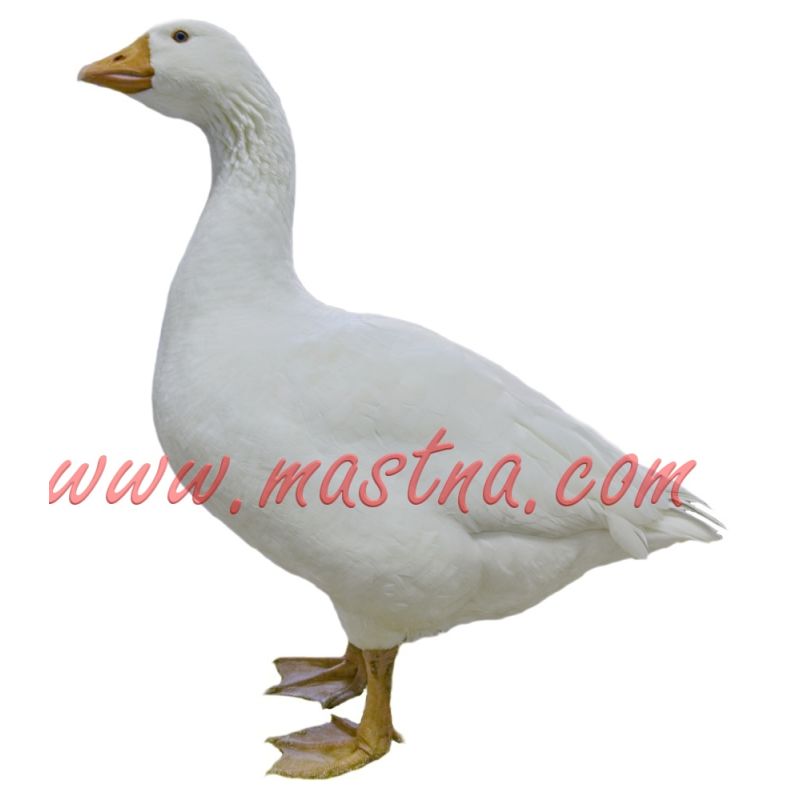 Husa česká samolepka