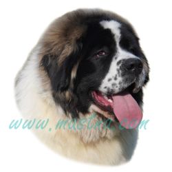 Moskevský strážní pes, samolepka oboustranná