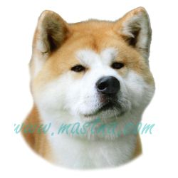 Samolepka akita inu 258