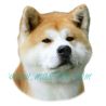 Samolepka akita inu 258