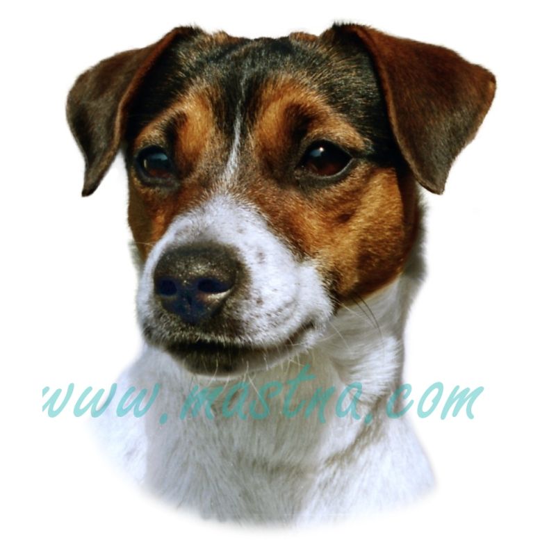 Samolepka Parson Russel, Jack Russel teriér 207
