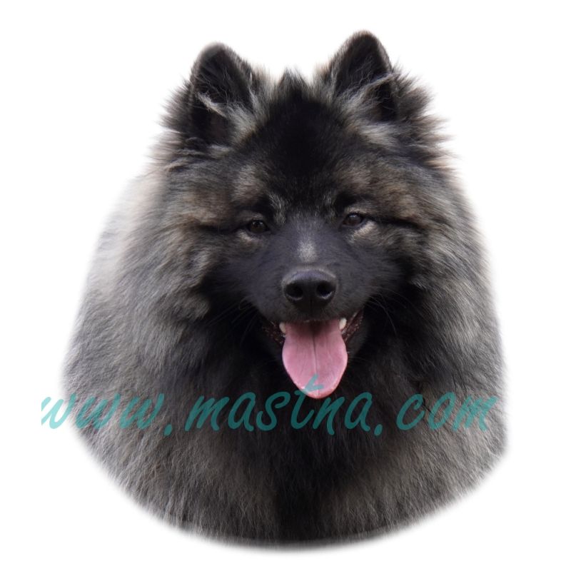 Špic něměecký vlčí, samolepka oboustranná