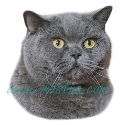 Kočka britská modrá 2025, světlá, samolepka