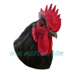 Australka černá, kohout, samolepka oboustranná, drůbež