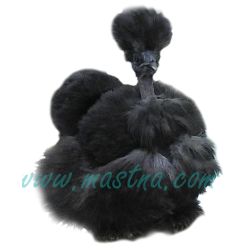 Hedvábnička holokrká, samolepka oboustranná, slepice, drůbež