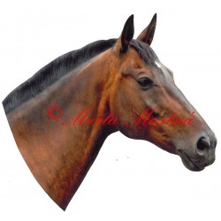 Samolepka český teplokrevník Korádo, kůň, koně