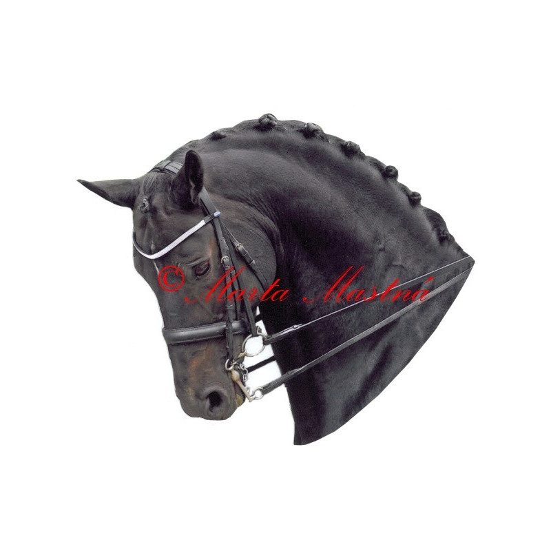 Samolepka teplokrevník drezura