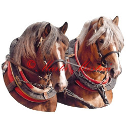 Samolepka chladnokrevní hřebci