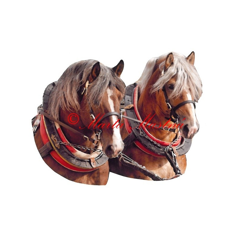 Samolepka chladnokrevní hřebci