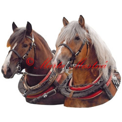 Samolepka chladnokrevní hřebci