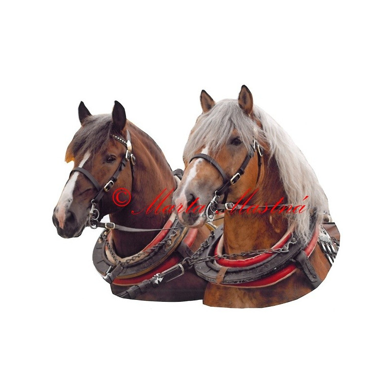 Samolepka chladnokrevní hřebci