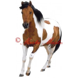 Samolepka paint horse, western, kůň, koně