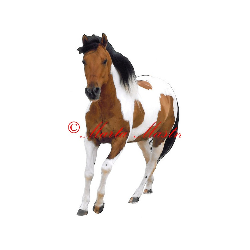 Samolepka paint horse