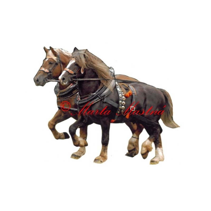 Samolepka chladnokrevníci