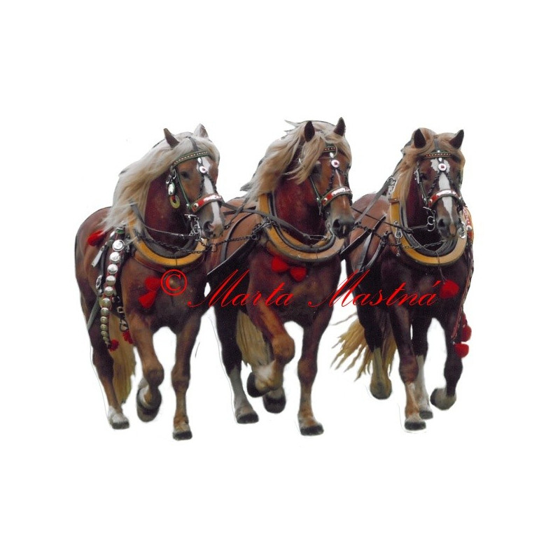 Samolepka chladnokrevní hřebci