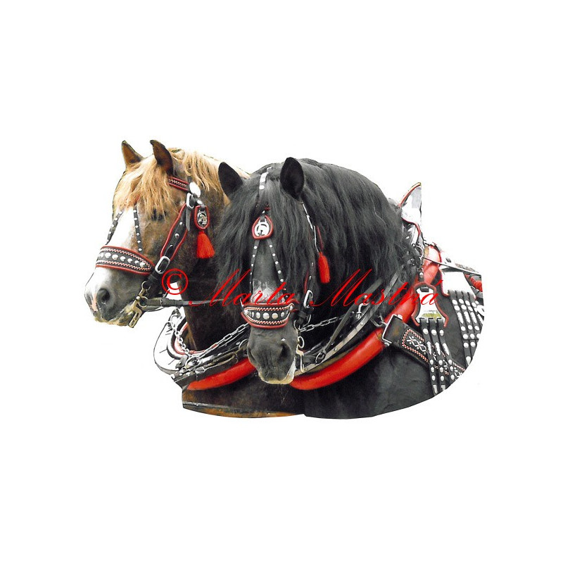 Samolepka českomoravský belgik Makon a Borax