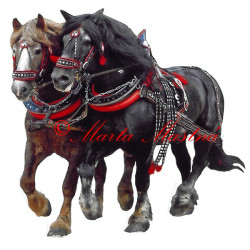 Samolepka chladnokrevní hřebci Makon a Bosbar