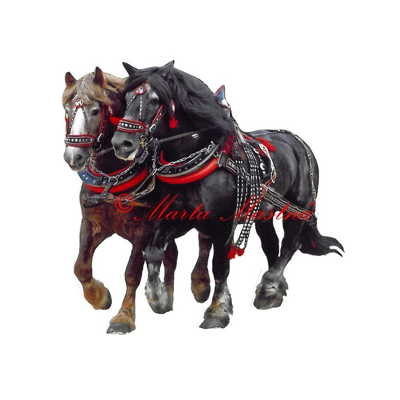 Samolepka chladnokrevní hřebci Makon a Bosbar