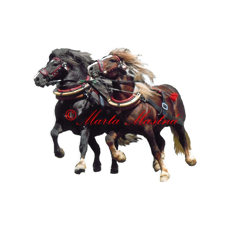 Samolepka chladnokrevní hřebci Makon a Bosbar