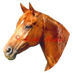 Samolepka kůň teplokrevník, koně