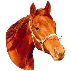 Samolepka quartër horse