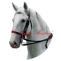 Samolepka starokladrubský bělouš