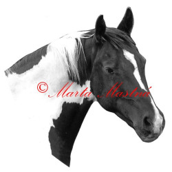 Samolepka paint horse