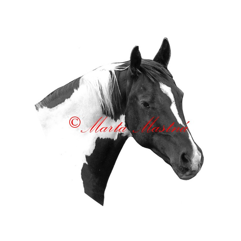 Samolepka paint horse