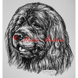 Novofundlandský pes