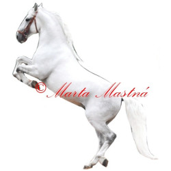 Samolepka kladrubský bělouš