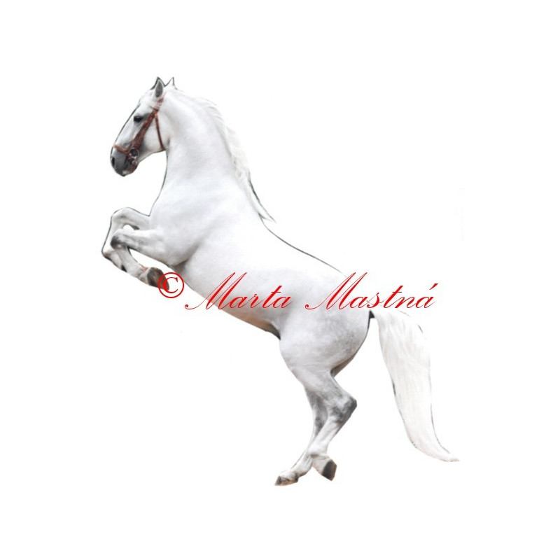 Samolepka kladrubský bělouš