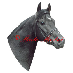 Samolepka shagya arab Galán