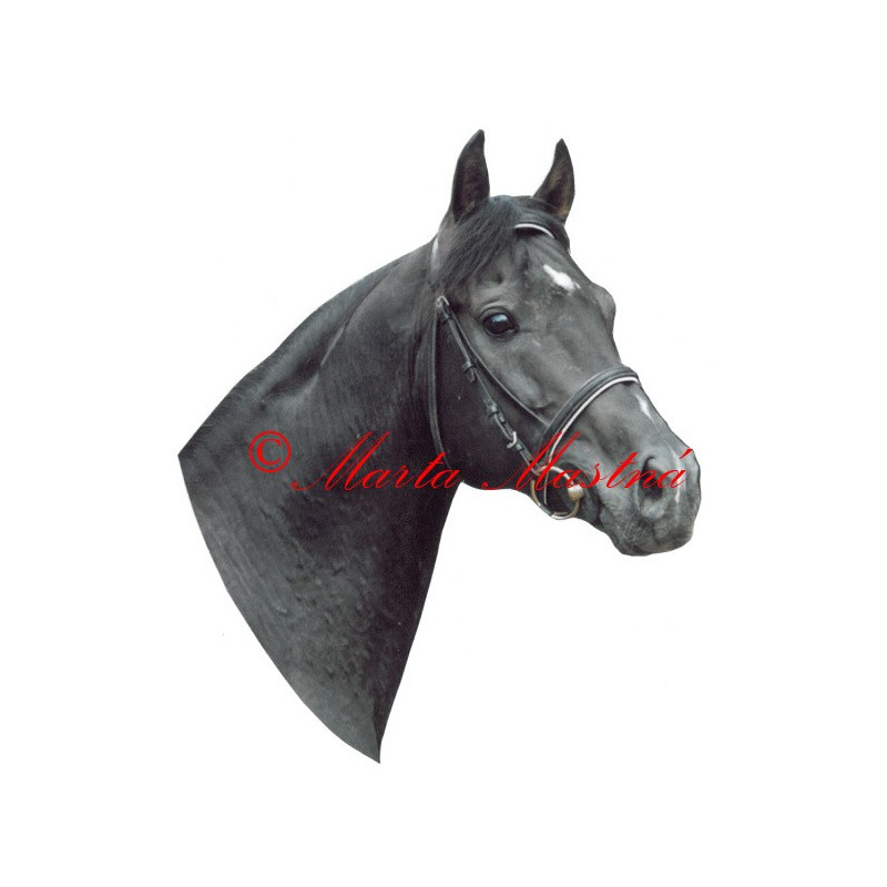 Samolepka shagya arab Galán