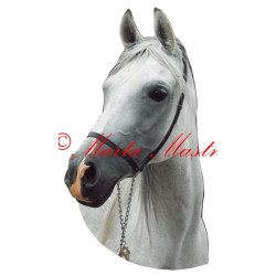 Samolepka shagya arab