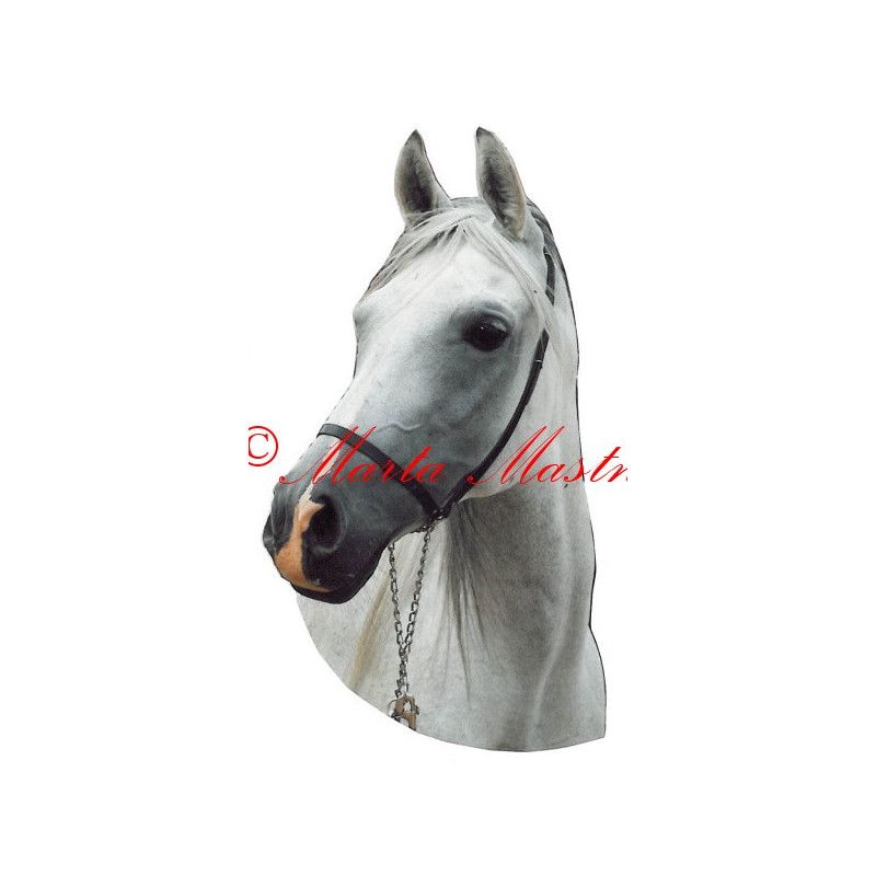 Samolepka shagya arab