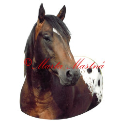 Samolepka appaloosa Rocky