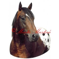 Samolepka appaloosa Rocky, kůň, koně