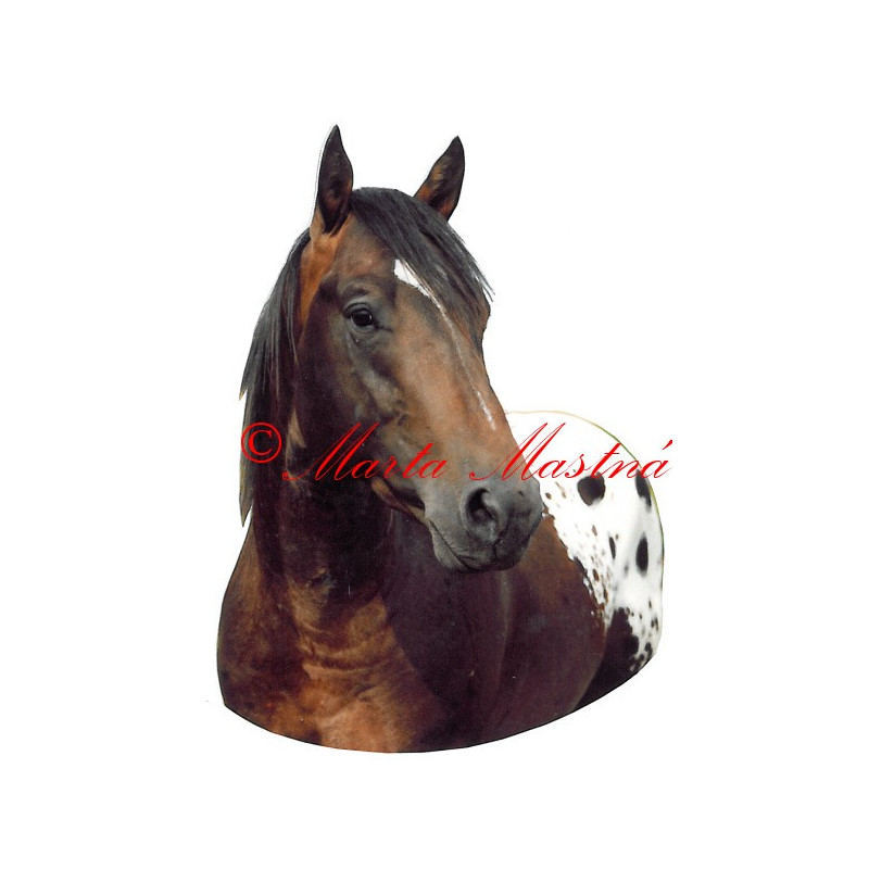 Samolepka appaloosa Rocky